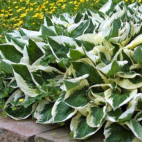 Hosta 'Patriot' | Hostas, Hosta patriot, Shade plants