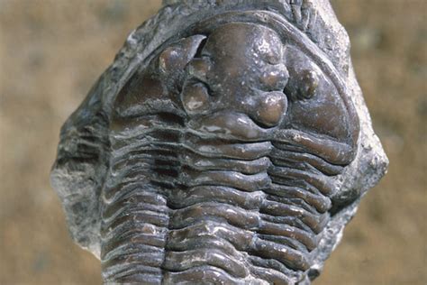 Fossils - British Geological Survey