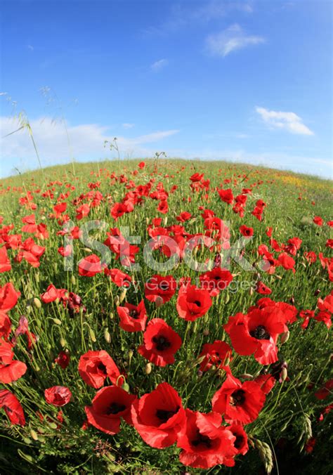 Poppy Field Background Stock Photo | Royalty-Free | FreeImages