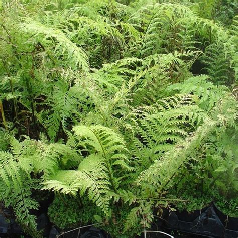 Fern-Asplenium bulbiferum (Mother Fern) | Beds & Borders