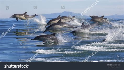 3,898 Dolphin Pod Images, Stock Photos & Vectors | Shutterstock