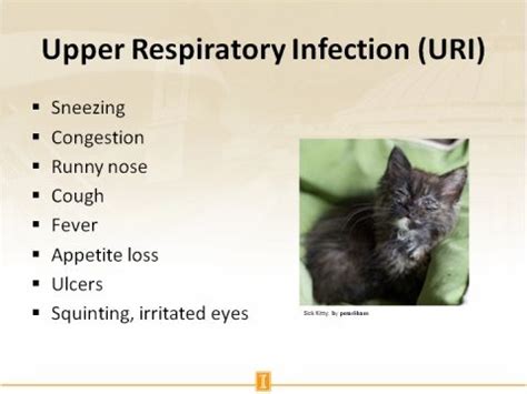 Pin by Wanda Twellman on Cat Health Tips | Upper respiratory infection ...