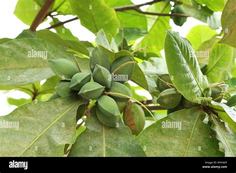 Green color unripe Indian Almond fruits on the tree (Tropical Almond, Combretaceae). Leaves for ...