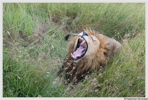 The Masai Mara National Reserve | Kadambari Devarajan