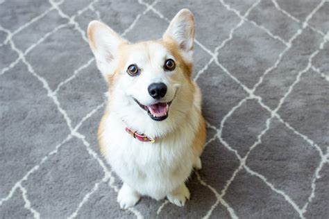 26 of the Cutest Corgi Pictures | Reader's Digest