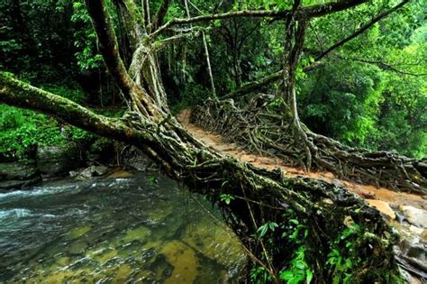 Living Root Bridges, Meghalaya: A Marvel Of Nature