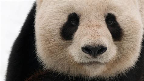 Le panda géant, une espèce prioritaire | WWF France