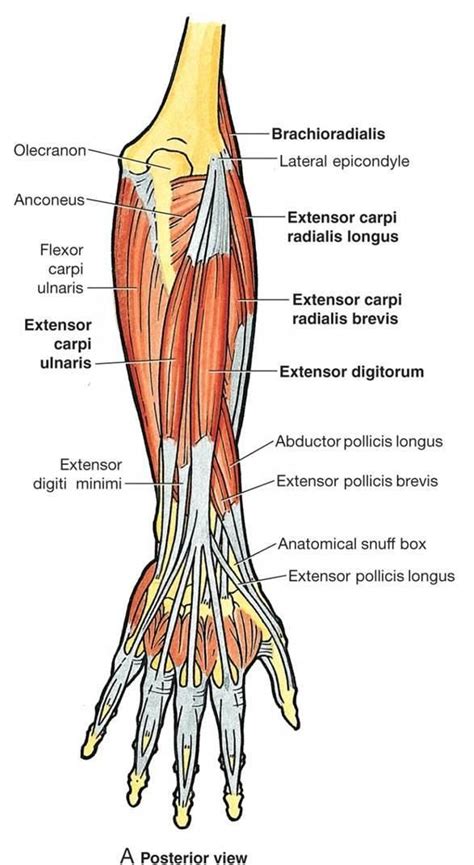 In human anatomy, the extensor indicis [proprius] is a narrow, elongated skeleta... # ...