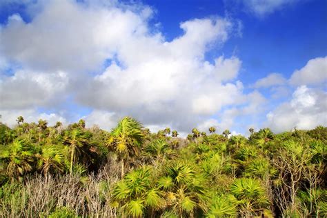 Vegetation and Flora in the Sian Ka'an Biosphere