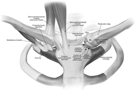 Anatomy of the Clavicle and Its Articulations | Musculoskeletal Key