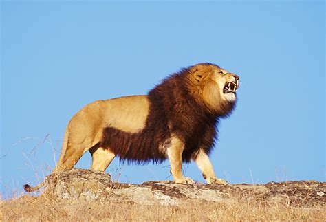 African Male Lion Roaring On Rock | Kimballstock