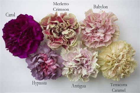 28 best Antique Carnation Collection images on Pinterest | Carnations ...