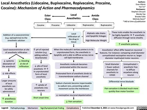 local-anesthetics-lidocaine-bupivacaine-ropivacaine-procaine-cocaine-mechanism-of-action-and ...