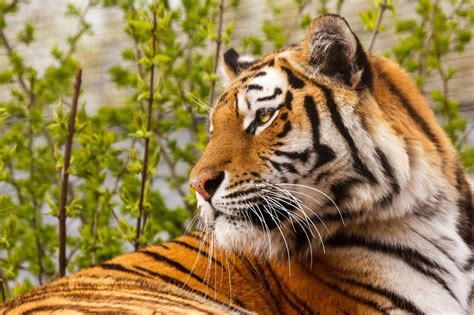 tiger, Wild, Cat Wallpapers HD / Desktop and Mobile Backgrounds