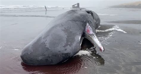 40-foot endangered sperm whale washes ashore in Oregon - CBS News