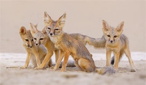 Kit Fox (Vulpes macrotis) · iNaturalist