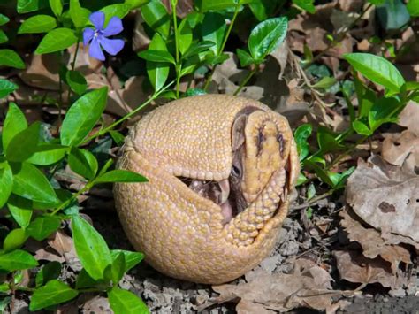 What Eats Armadillos ? - Worldwide Nature