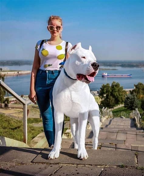 Dogo Argentino Dog ! A Strong, Fearless & Powerful Dog | Argentino Dog ...