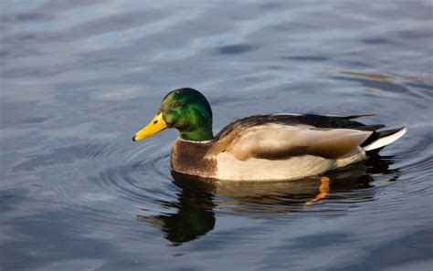 Mallard Drake Duck Swimming — Stock Photo © Nikonite #1291356