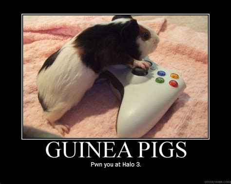 Guinea Pig Funny Quotes. QuotesGram