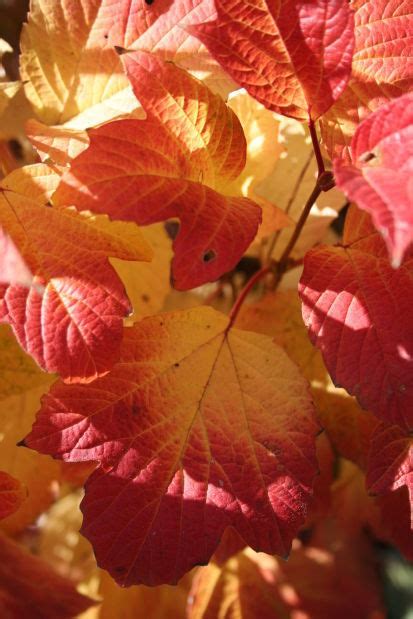 Simply Trees: Viburnums shine into fall | Home & Garden | journalstar.com