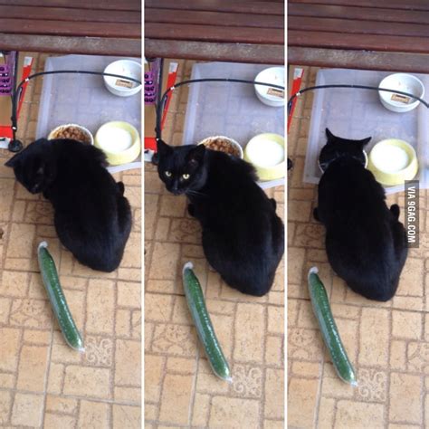 So I tried out the cucumber prank on my cat. He was not impressed - 9GAG