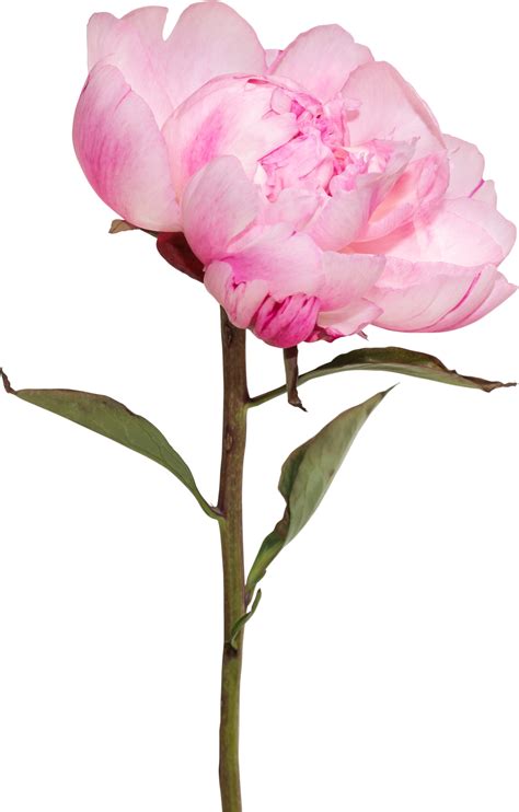 Pink Peony flower transparency background.Floral object. 8848164 PNG