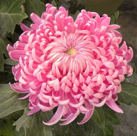 Series of chrysanthemums | Flower seeds, Chrysanthemum flower, Chrysanthemum plant