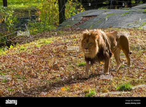 Lion Exhibit, The Bronx Zoo, Wildlife Conservation Society, Bronx Park, Bronx, NYC Stock Photo ...