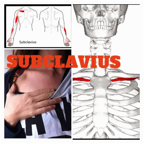 The Hip Joint: Subclavius Muscle