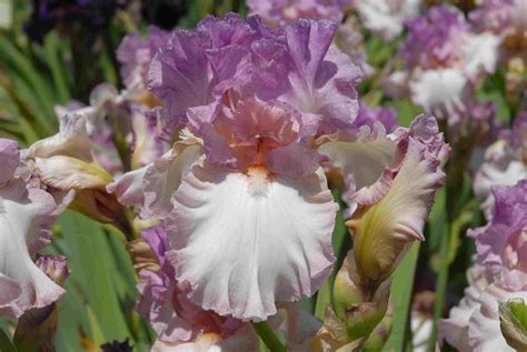 9 Top Types of Iris for the Flower Garden