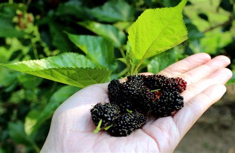 How to Grow Mulberry | Growing Mulberry tree in containers | Mulberries care - Naturebring