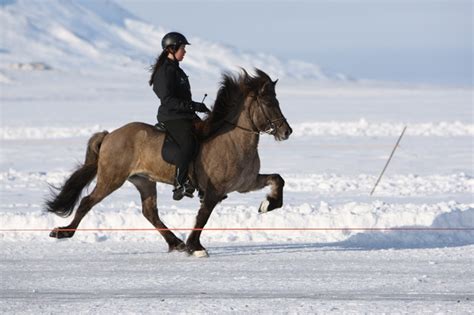 Tolt on an Icelandic Horse #Iceland#ScanAdventures Definitely on my ...