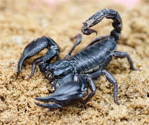 How poisonous are Emperor scorpions? What does a scorpion eat?