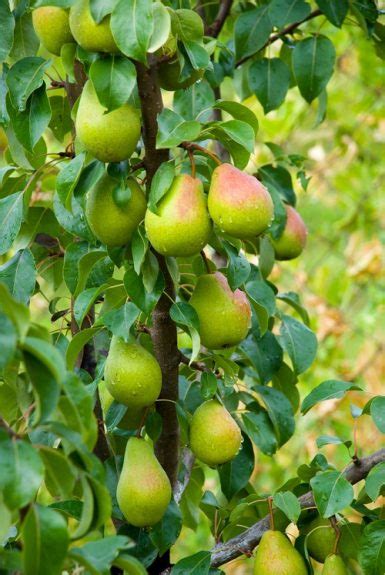 How to Grow Nashpati ka Ped | Growing Pear • India Gardening