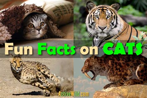 Fun Facts On Cats For Kids & Adults: Info On Domestic & Wild Cats