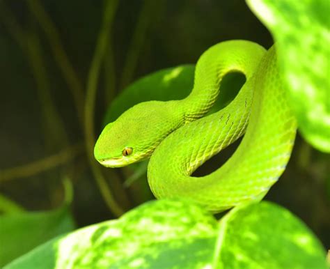 Top 10 Non-Venomous Snakes In The World