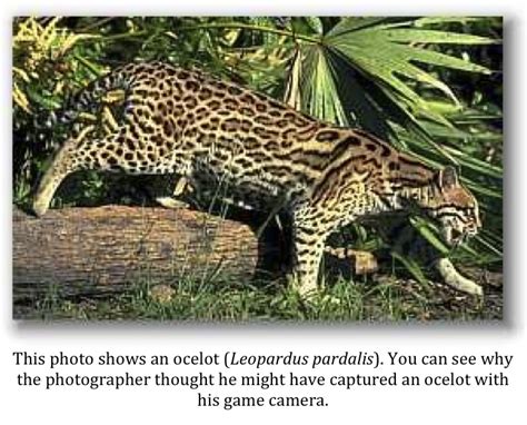 Texas Cryptid Hunter: An Ocelot or a Bobcat?