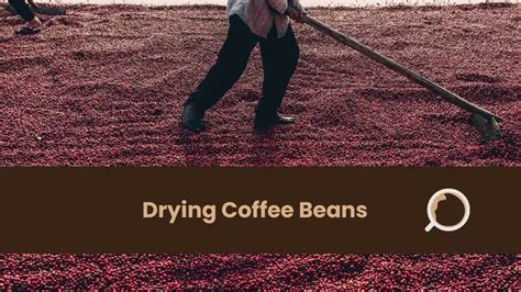 Drying Coffee Beans - Process, Importance, Best Practices - Everything ...