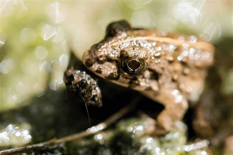 What Do Toads Eat? Food List, Feeding Guide & Chart - More Reptiles