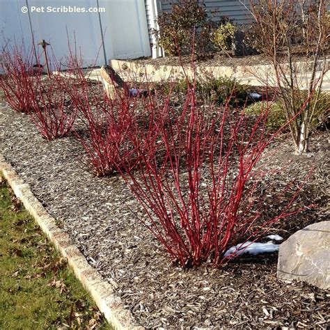 Surprise: our Red Twig Dogwoods are blooming! - Pet Scribbles