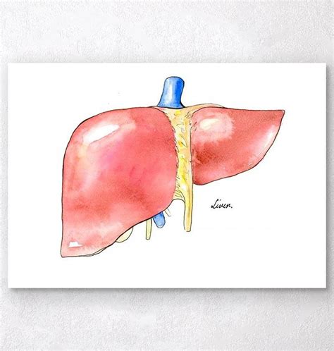 Liver anatomy medical art print – Codex Anatomicus