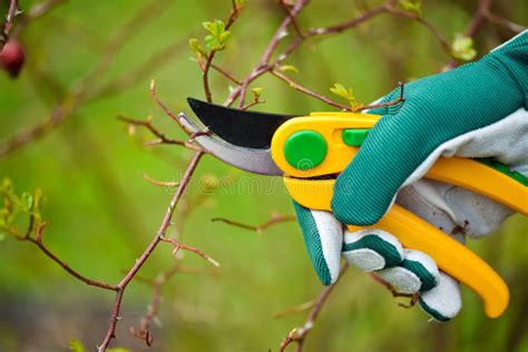 Spring Pruning Roses in the Garden, Gardener S Hands with Secateur Stock Image - Image of glove ...