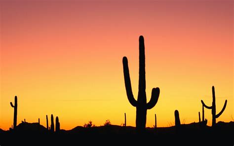 Desert Cactus Wallpapers - Top Free Desert Cactus Backgrounds - WallpaperAccess