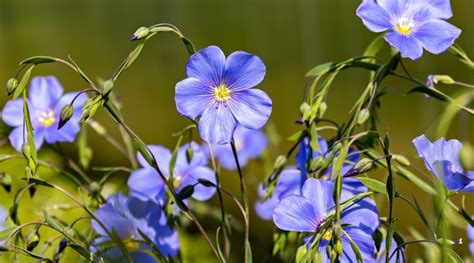 61 Types of Blue Flowers With Names and Pictures