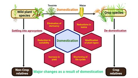 Domestication and de-domestication: transformations in plant traits ...