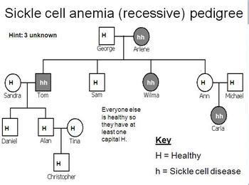 Genetic Pedigree PowerPoint and Cystic fibrosis worksheet by Beverly Biology