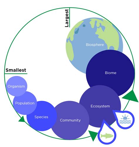 Ecosystem (Ecology) — Definition & Examples - Expii