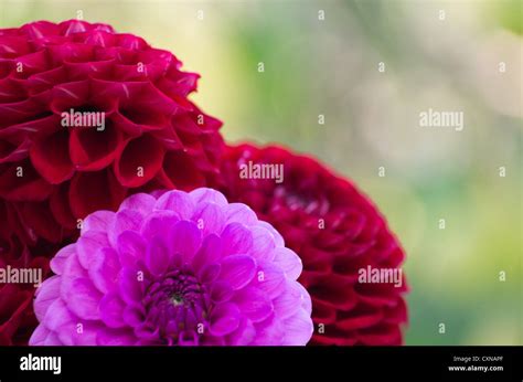 Pink dahlia in the garden Stock Photo - Alamy