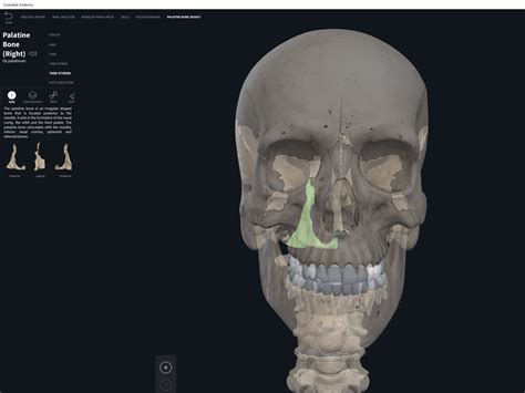 Bones: Skull, palatine bones. – Anatomy & Physiology